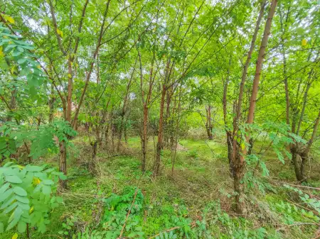 Eladó mezőgazdasági ingatlan, Csömör 935 m² 21 M Ft